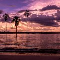 gorgeous purple sunset over palms in bay