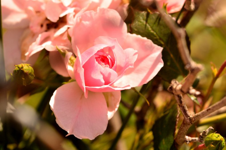 rose_blossom.jpg