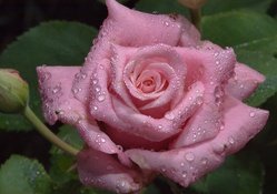 Water Droplet Pink Rose