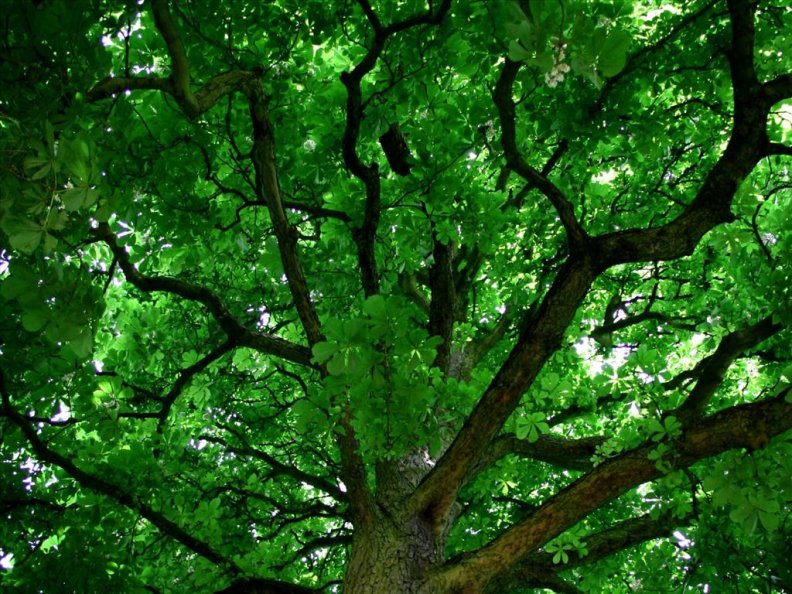 a_magnificent_tree.jpg