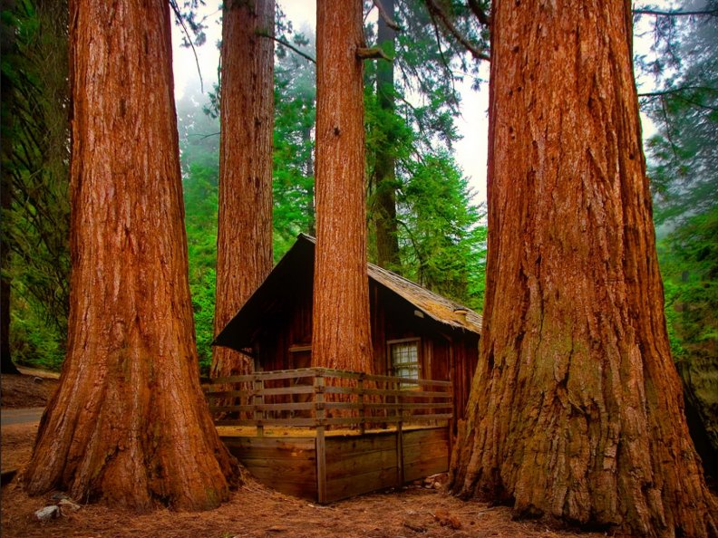 Sequoia park