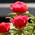 Macro Red Roses