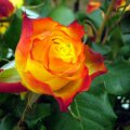 Summer Rose Blossom