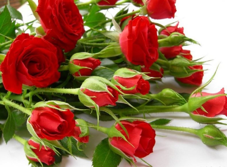 beautiful_red_roses.jpg