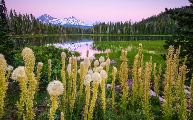 Wildflowers On Lake Scott At Sunset