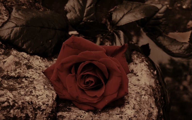 one_red_rose.jpg
