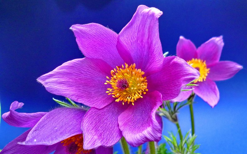 purple_anemone_beauty.jpg