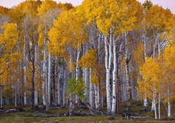 birch forest in autumn