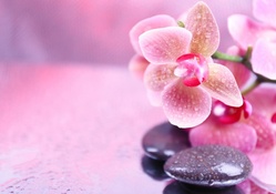 ♥Orchid Spa♥