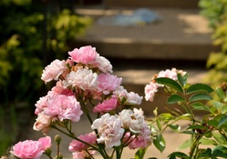 Summer Pink Rose
