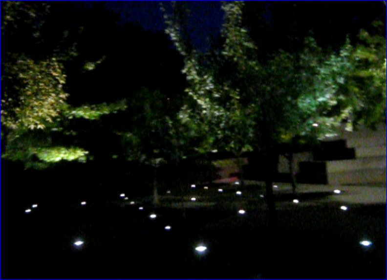 trees_at_night.jpg