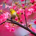 Cherry blossoms & Yellow Bird
