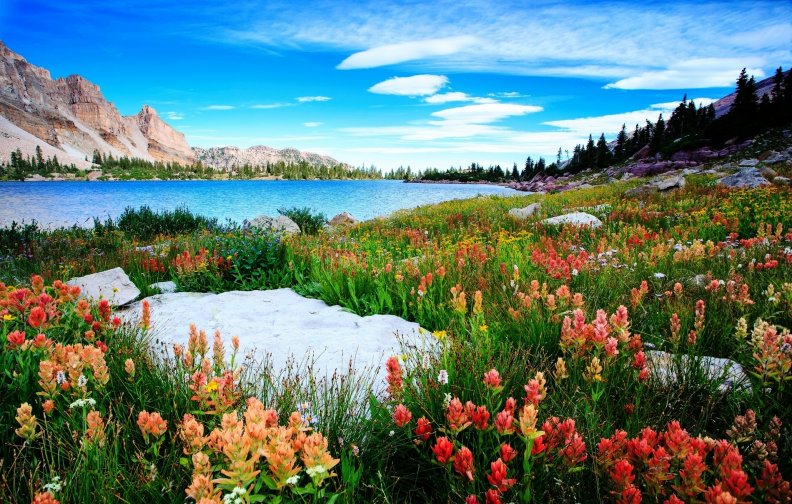 amethyst_lake_wildflowers.jpg