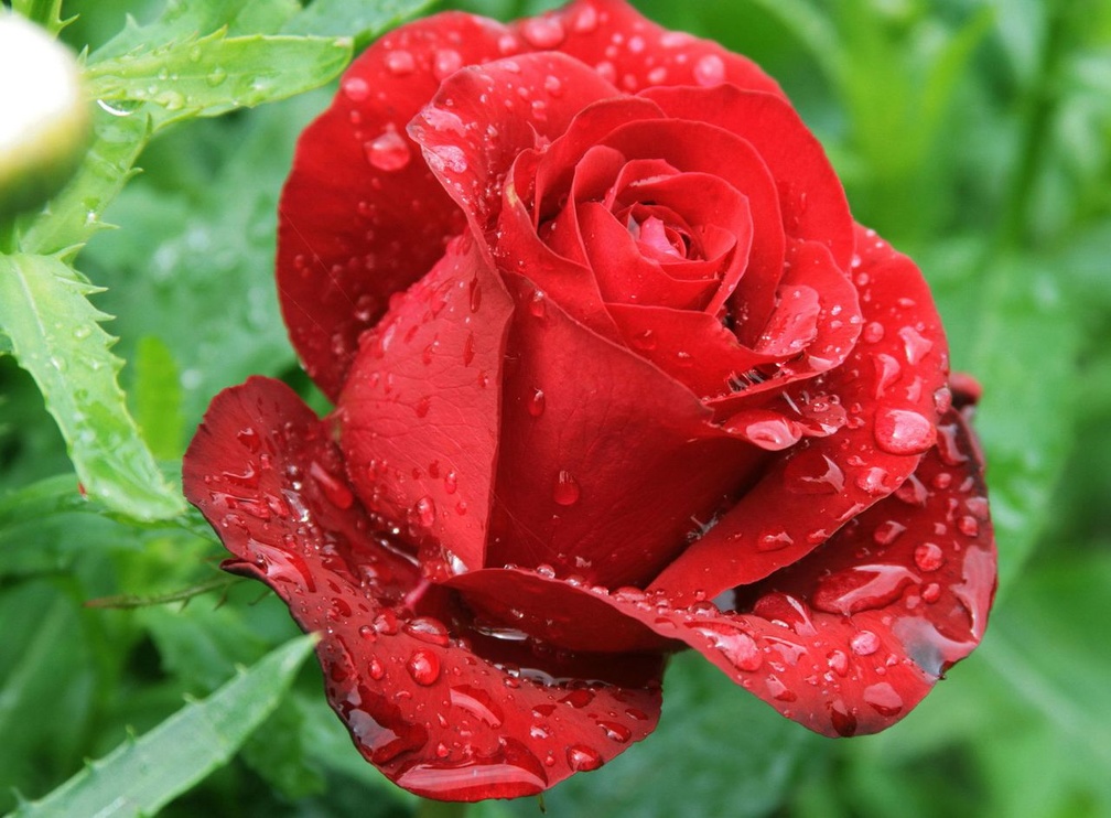 Drops On Red Beauty