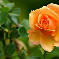 A   beautiful  rose bud