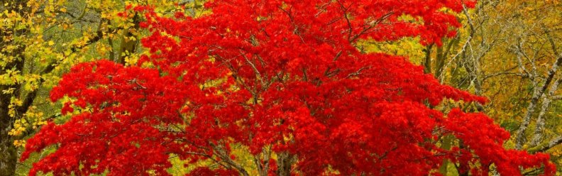red_leaves_tree.jpg