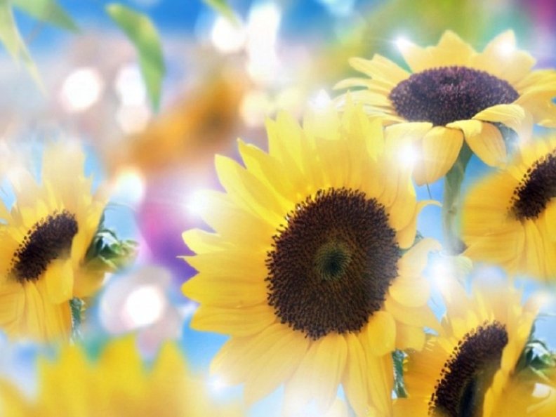 bright_sunflowers.jpg