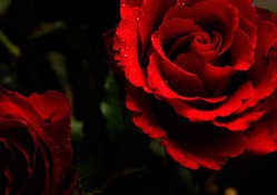 Wonderful Red Roses