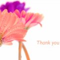 thank you with gerberas