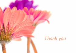 thank you with gerberas