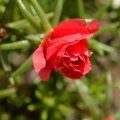 Dewdrop Rose
