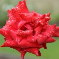 ROSE WITH RAINDROPS