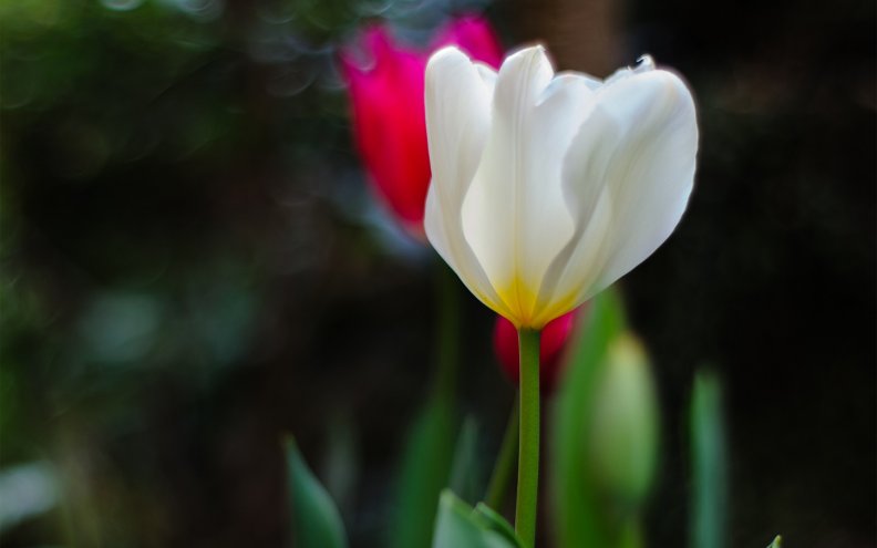 white_tulip.jpg