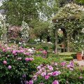 rose garden gazebo
