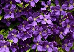 * Soft purple flowers *