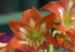 Auburn Lilies