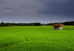 Pameungpeuk's Rice Field