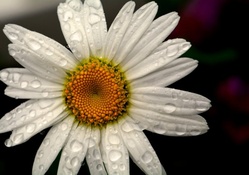 Summer Rain Sunflower