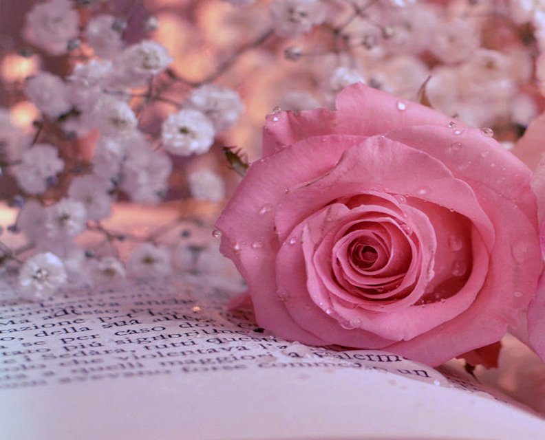 ..Single Pink on the Book..
