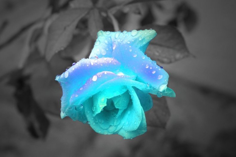 rose_blue.jpg