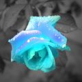 Rose Blue