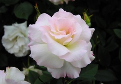 Light pink roses