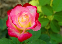 Gorgeous Rose
