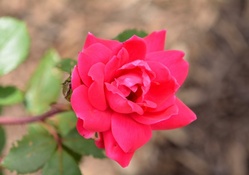 Beautiful Summer Rose