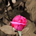 Pink Sepia Rose