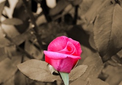 Pink Sepia Rose