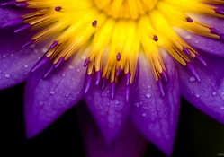 macro_purple_yellow_flower