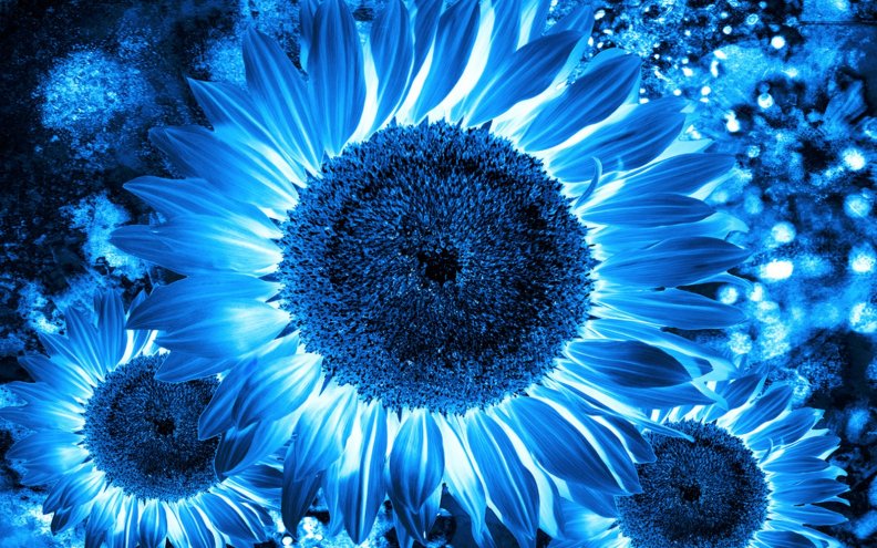 sunflower_art.jpg