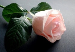 one pink rose