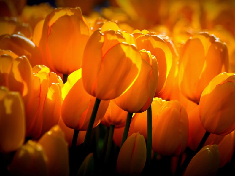 yellow_tulips_sunshine.jpg