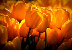 Yellow Tulips Sunshine