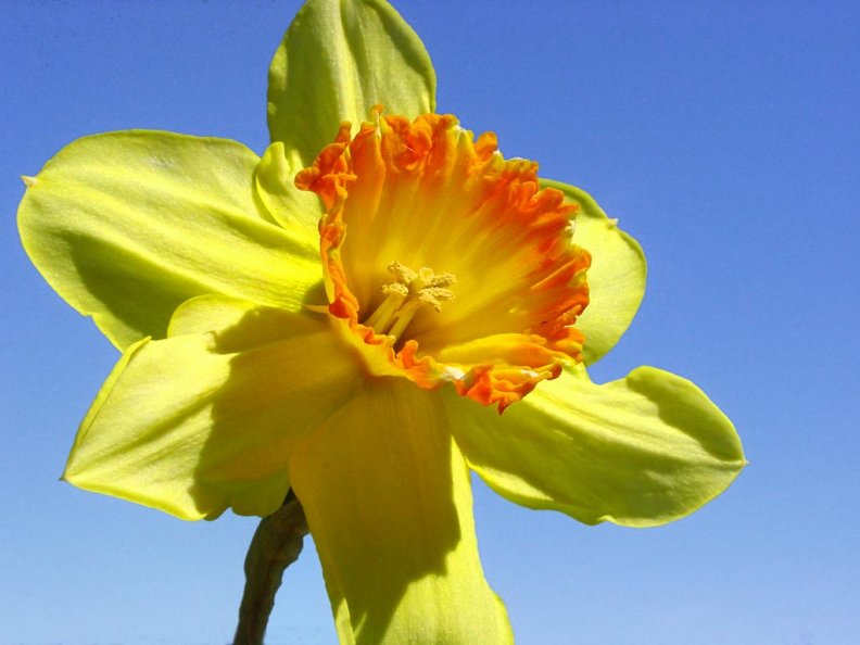 daffodil_against_the_sky.jpg