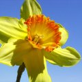 Daffodil against the sky