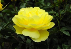 A lovely yellow rose