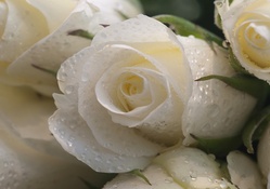 Droplets on a White Rose