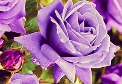 Lilac Roses